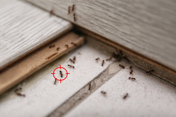 Best Wasp Removal Services  in Union, NJ