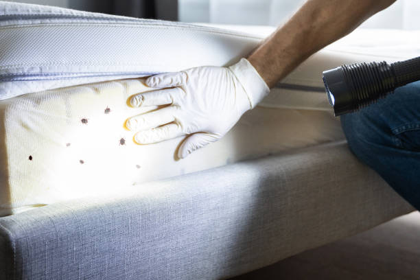 Best Insect Control  in Union, NJ