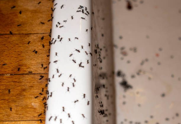 Best Affordable Exterminators  in Union, NJ
