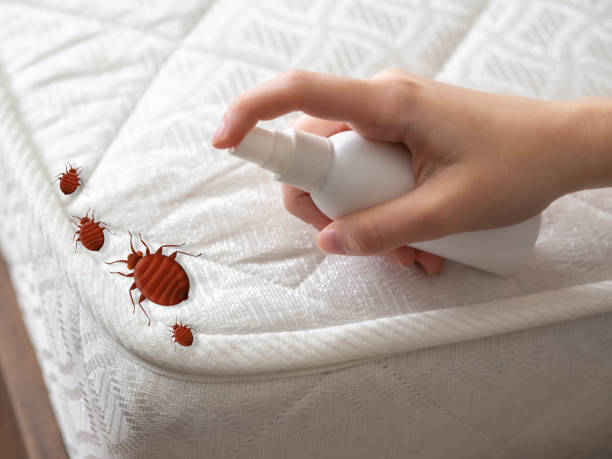 Flea Control Services in Union, NJ