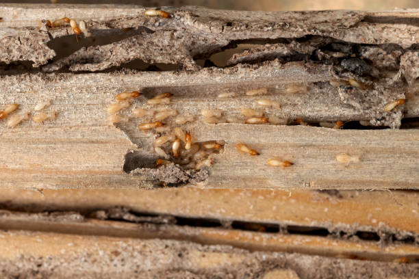Best Pest Removal Services  in Union, NJ